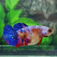 Multicolor Galaxy HMPK Female For Sorority Tank/Breed