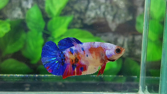 Multicolor Galaxy HMPK Female For Sorority Tank/Breed