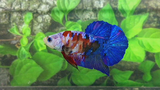 Multicolor Blue Koi Galaxy HMPK Male