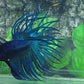 Solid Turquoise Blackhead Crowntail Male