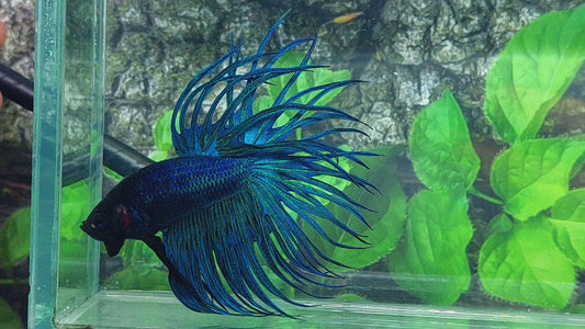 Solid Turquoise Blackhead Crowntail Male