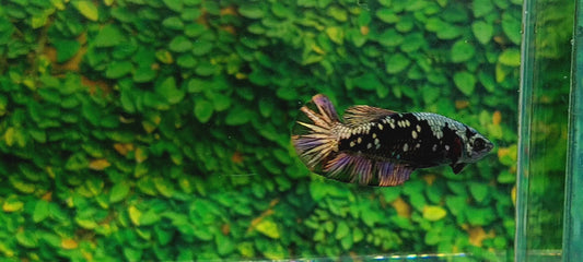 Black Star Copper Gold HMPK Female For Sorority Tank/Breed