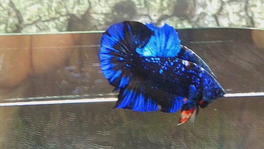 Blackstar Avatar Nebula HMPK Male