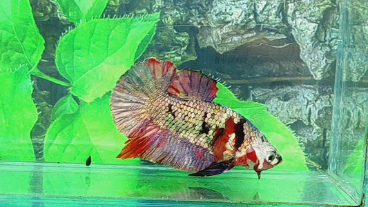 Red Copper Purple HMPK Male