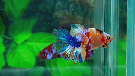 Multicolor Galaxy HMPK Male