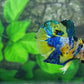 Yellow Galaxy Tiger HMPK Male