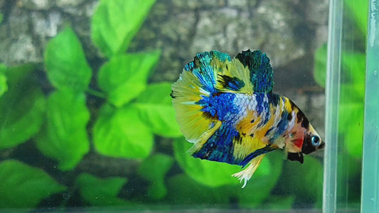 Yellow Galaxy Tiger HMPK Male