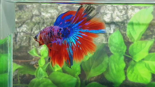 Multicolor Red Galaxy Halfmoon Male