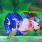 Multicolor Candy HMPK Male