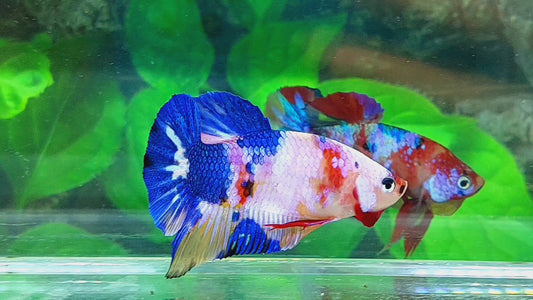 Multicolor Candy HMPK Male