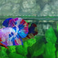 Multicolor Candy HMPK Male