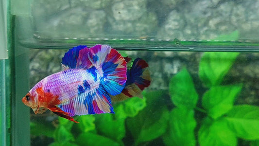 Multicolor Candy HMPK Male