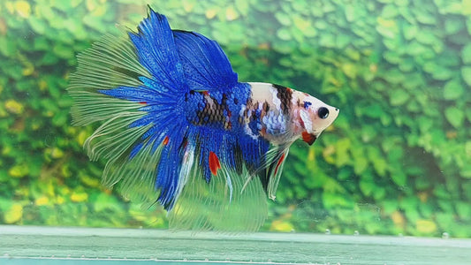 Blue Koi Halfmoon Male