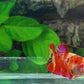 Multicolor Candy Pink Galaxy HMPK Female For Sorority Tank/Breed