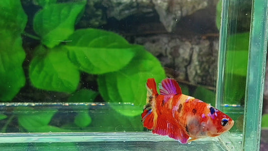 Multicolor Candy Pink Galaxy HMPK Female For Sorority Tank/Breed