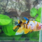 Breeding Pair Yellow Koi Galaxy Halfmoon Male