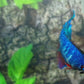 Turquoise Red Fancy Halfmoon Female For Sorority Tank/Breed