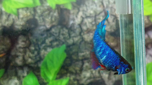 Turquoise Red Fancy Halfmoon Female For Sorority Tank/Breed