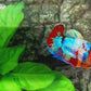 Multicolor Galaxy HMPK Female For Sorority Tank/Breed