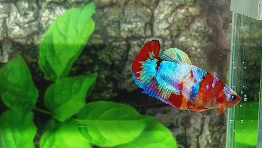 Multicolor Galaxy HMPK Female For Sorority Tank/Breed