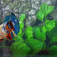 Multicolor Galaxy HMPK Female For Sorority Tank/Breed