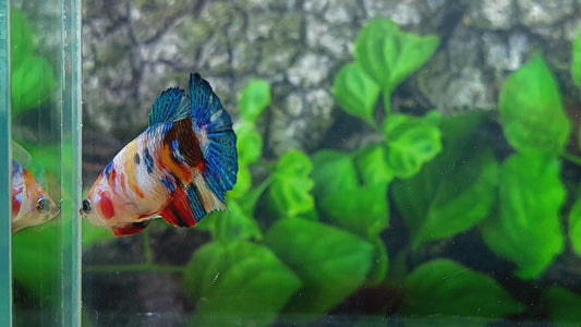 Multicolor Galaxy HMPK Female For Sorority Tank/Breed