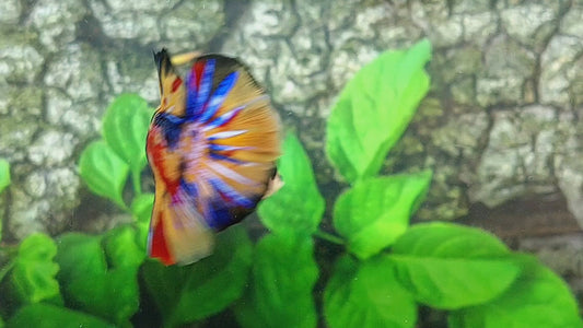 Multicolor Galaxy GIANT HMPK Male