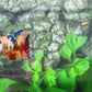 Multicolor Candy Galaxy HMPK Female For Sorority Tank/Breed