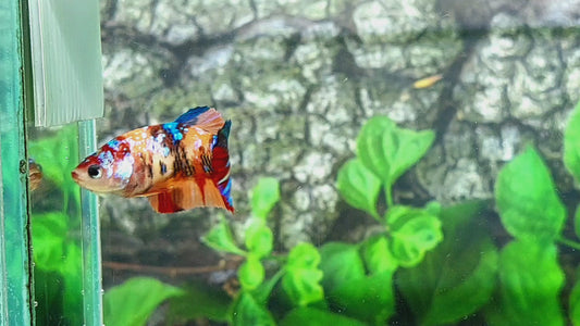 Multicolor Candy Galaxy HMPK Female For Sorority Tank/Breed