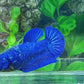 Royal Blue HMPK Female For Sorority Tank/Breed