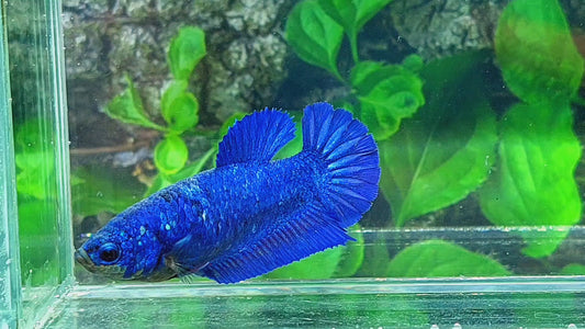 Royal Blue HMPK Female For Sorority Tank/Breed