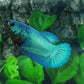 Turquoise HMPK Female For Sorority Tank/Breed