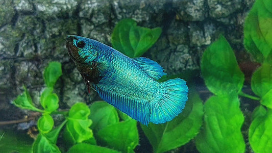 Turquoise HMPK Female For Sorority Tank/Breed