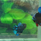 Turquoise Black Light HMPK Male