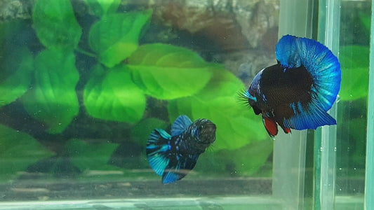 Turquoise Black Light HMPK Male