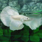 Platinum White Solid Halfmoon Male