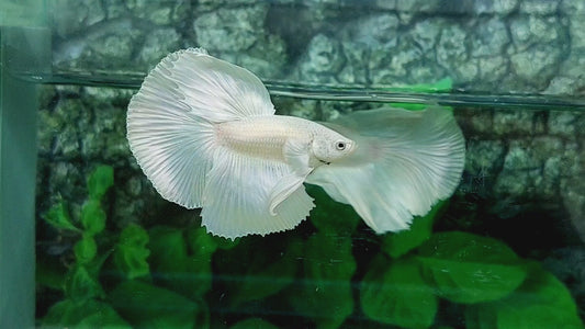 Platinum White Solid Halfmoon Male