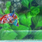 Multicolor Galaxy HMPK Female For Sorority Tank/Breed