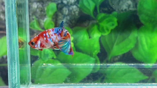 Multicolor Galaxy HMPK Female For Sorority Tank/Breed