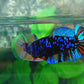 Black Star Avatar Gordon HMPK Female For Sorority Tank/Breed