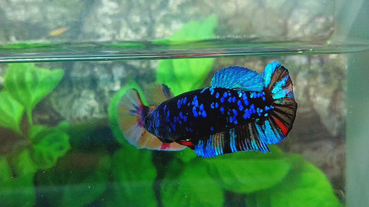 Black Star Avatar Gordon HMPK Female For Sorority Tank/Breed