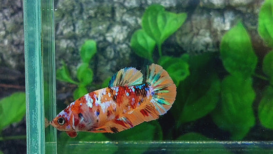 Multicolor Orange Galaxy HMPK Female For Sorority Tank/Breed