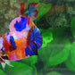 Multicolor Pink Gold Galaxy HMPK Male