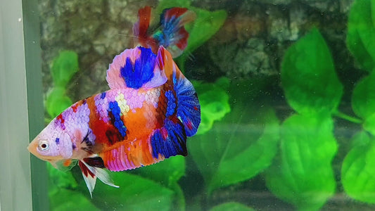 Multicolor Pink Gold Galaxy HMPK Male