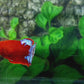 Hellboy HMPK Female For Sorority Tank/Breed