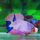 Pink Purple Fancy HMPK Male