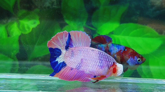 Pink Purple Fancy HMPK Male