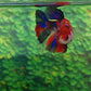 Koi Tiger Galaxy Halfmoon Female For Sorority Tank/Breed