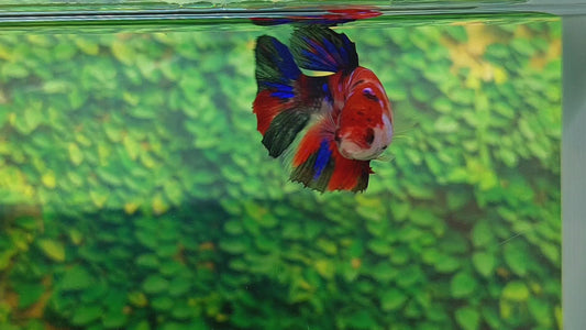 Koi Tiger Galaxy Halfmoon Female For Sorority Tank/Breed