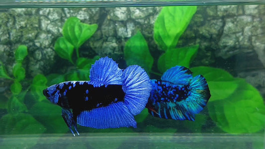 Black Star Blue Avatar Gordon HMPK Male